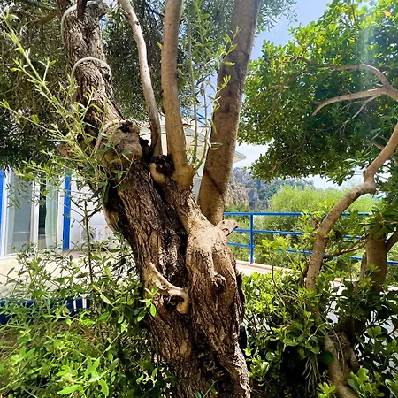 Lavanta Butik מלון דירות טורונץ'